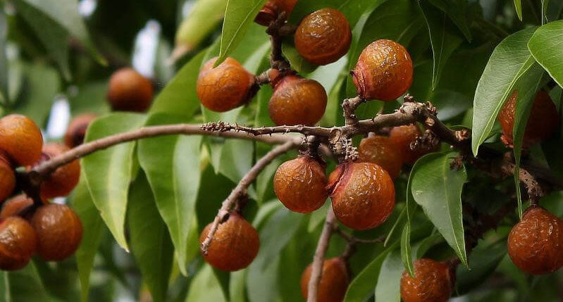 Soap Berries 101: An Introduction to Mother Nature's Soap – Nature First®